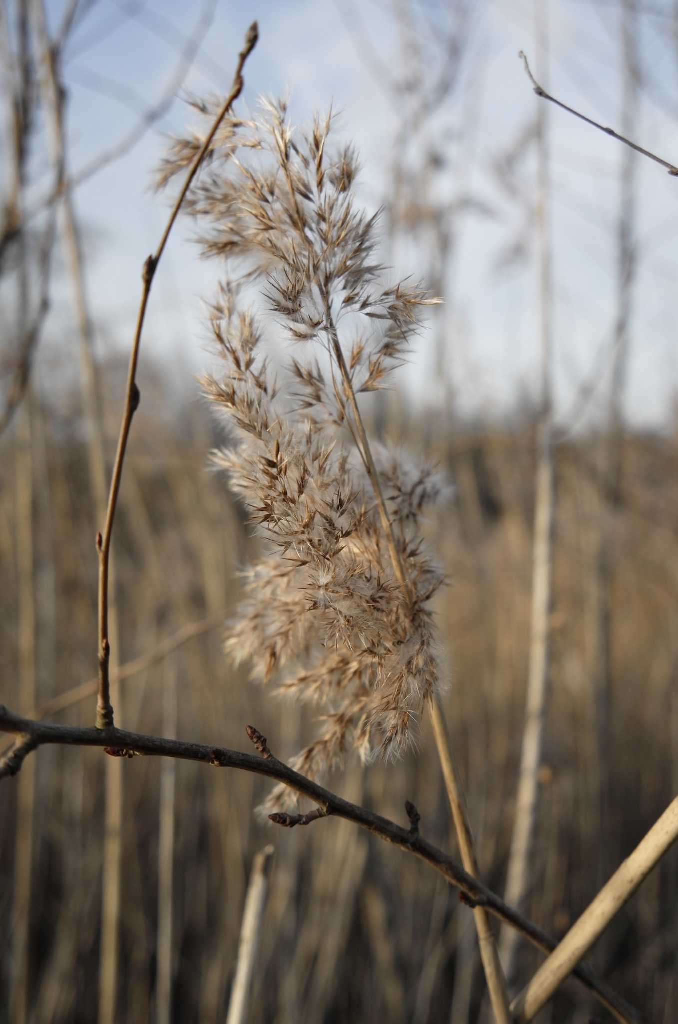 Reed Bed - Thames Path